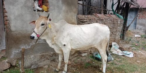 ଗାଇ ଗୋରୁ ଙ୍କୁ ଚର୍ମ ବିଣ୍ଡି ରୋଗ  ଚିନ୍ତାରେ ପଶୁ ପାଳକ।