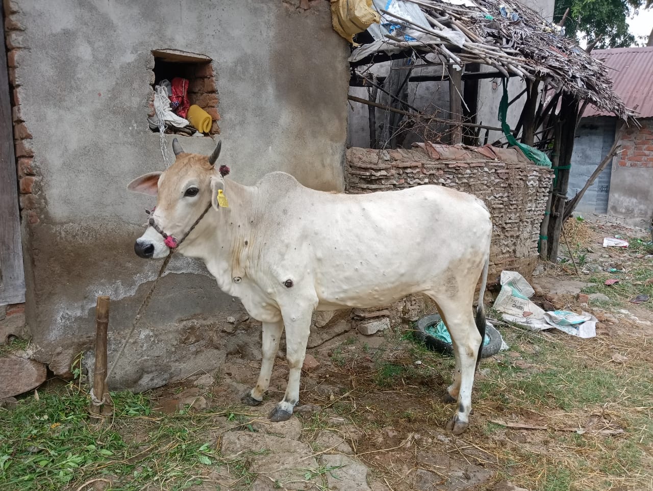 You are currently viewing ଗାଇ ଗୋରୁ ଙ୍କୁ ଚର୍ମ ବିଣ୍ଡି ରୋଗ  ଚିନ୍ତାରେ ପଶୁ ପାଳକ।