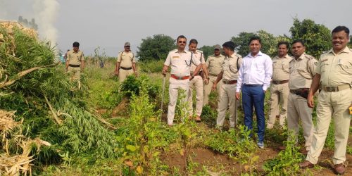 ବାରିଗାଁ ର ପାହାଡିଆ ଅଞ୍ଚଳରୁ ବିପୁଳ ପରିମାଣ ର ଗଞ୍ଜେଇ ଗଛ ନଷ୍ଟ