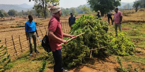 ପୋଲିସ ଓ ଅବକାରୀ ବିଭାଗର ମିଳିତ ଉଦ୍ୟମ ରେ ୫୦ ଏକର ଗଞ୍ଜେଇ ଚାଷ ନଷ୍ଟ