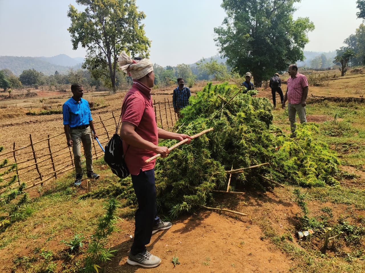 You are currently viewing ପୋଲିସ ଓ ଅବକାରୀ ବିଭାଗର ମିଳିତ ଉଦ୍ୟମ ରେ ୫୦ ଏକର ଗଞ୍ଜେଇ ଚାଷ ନଷ୍ଟ