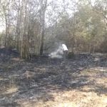 Read more about the article ନିଆଁ ଲାଗି 30ଏକର ରୁ ଉର୍ଦ୍ଧ କାଜୁ ଓ ଶାଗୁଆନ ବଗାନ ନଷ୍ଟ