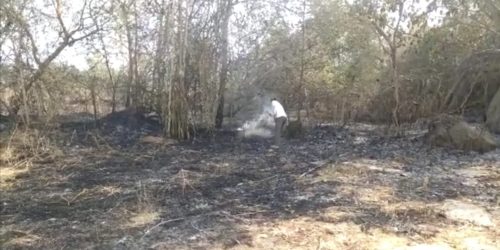 ନିଆଁ ଲାଗି 30ଏକର ରୁ ଉର୍ଦ୍ଧ କାଜୁ ଓ ଶାଗୁଆନ ବଗାନ ନଷ୍ଟ