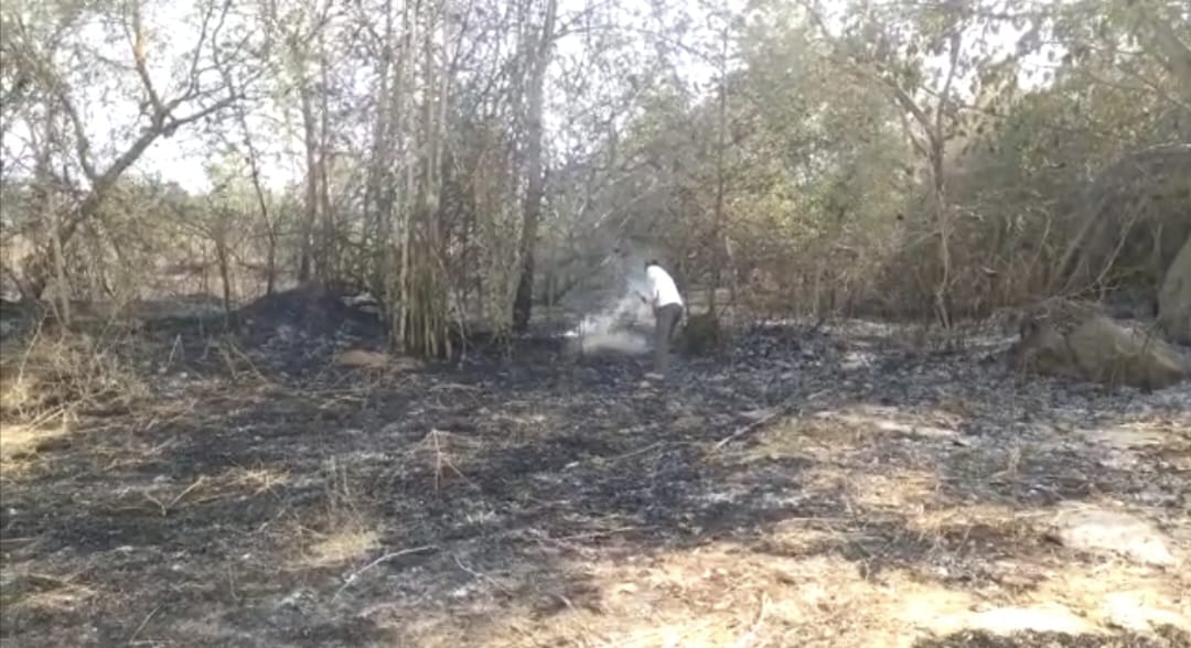 You are currently viewing ନିଆଁ ଲାଗି 30ଏକର ରୁ ଉର୍ଦ୍ଧ କାଜୁ ଓ ଶାଗୁଆନ ବଗାନ ନଷ୍ଟ