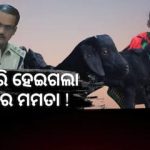 Read more about the article ଛୁଆ ପାଖରୁ ମାଆ ଛେଳିକୁ ଚୋରି କରିନେଲା ଚୋର, ସେବେଠୁ ମାଆକୁ ଝୁରୁଛନ୍ତି ଦୁଇ ଛେଳି ଛୁଆ.. ଥାନାରେ ମାମଲା