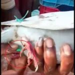 Read more about the article ପରୀକ୍ଷା ପାଇଁ CFSL କୁ ପଠାଯିବ ପାରାଦୀପରୁ ଧରା ଯାଇଥିବା ପାରା