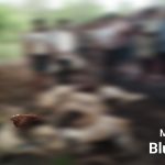 Read more about the article ଚଇତାଳିରେ କାଳବୈଶାଖୀ ଝଡ଼ ଓ ବଜ୍ରପାତ ଛେଳି, ଗାଈ ସମେତ ୧୫ ମେଣ୍ଢା ମୃତ