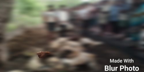 ଚଇତାଳିରେ କାଳବୈଶାଖୀ ଝଡ଼ ଓ ବଜ୍ରପାତ ଛେଳି, ଗାଈ ସମେତ ୧୫ ମେଣ୍ଢା ମୃତ