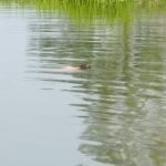 Read more about the article ଘୋଡାହଡ ନଦୀ ରେ ବୁଡି ଶିକ୍ଷାବିଭାଗ କର୍ମଚାରୀ ମୃତ