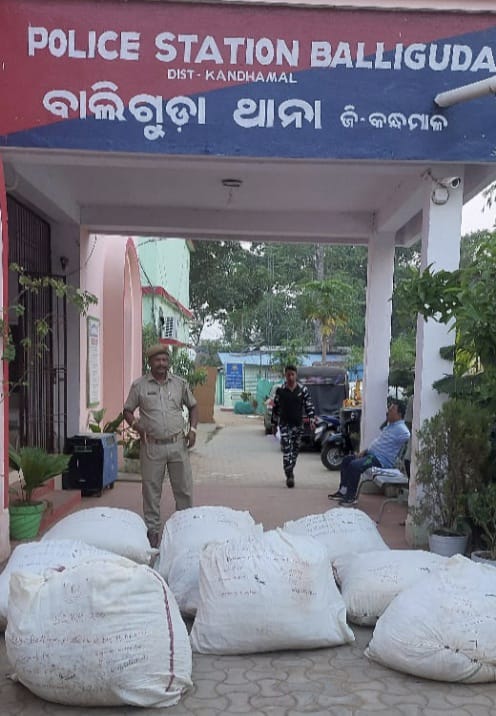 You are currently viewing କୁଟିକିଆ ଘଞ୍ଚ ଜଙ୍ଗଲ ମଧ୍ୟରୁ ଗଞ୍ଜେଇ ଜବତ : ମାଫିଆ ଚମ୍ପଟ