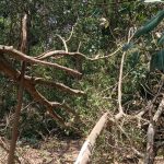 Read more about the article आंधी तूफान ने उखाड़ दिया पर्यावरण!…व्यथित प्रकृति बंधु नबकिशोर