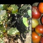 Read more about the article ସୁନ୍ଦରଗଡ଼ ଚାଷୀ ମାନଙ୍କ ଦ୍ଵାରା ଶୀତଳ ଭଣ୍ଡାର ନିର୍ମାଣ ପାଇଁ ସରକାରଙ୍କୁ ଅନୁରୋଧ ।