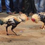 Read more about the article କୁକୁଡ଼ା ଲଢେ଼ଇ ଉପରେ ଚଢ଼ଉ, ୫୨ ଗିରଫ