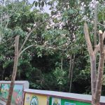 Read more about the article ଏନ୍ଏସି କାର୍ଯ୍ୟାଳୟ ସମ୍ମୁଖରେ ଗଛ କାଟିବାକୁ ନେଇ ଟାଟା ପାୱାର ଓ ଏନଏସି କର୍ମଚାରୀଙ୍କ ମଧ୍ୟରେ ବିବାଦ