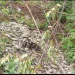 Read more about the article ପୋଖରୀ ସାରା ଭାସୁଛି କୁଢ଼ କୁଢ଼ ମଲାମାଛ,ଚାଷୀର ବର୍ଷକର ରୋଜଗାର ଛଡାଇନେଲା ଅଜଣା ମାଛ ମୃତ୍ୟୁ