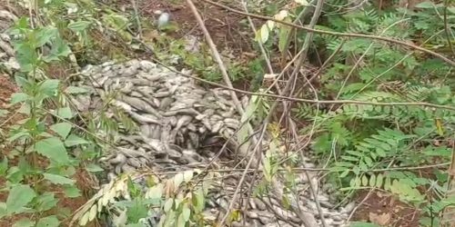 ପୋଖରୀ ସାରା ଭାସୁଛି କୁଢ଼ କୁଢ଼ ମଲାମାଛ,ଚାଷୀର ବର୍ଷକର ରୋଜଗାର ଛଡାଇନେଲା ଅଜଣା ମାଛ ମୃତ୍ୟୁ