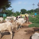 Read more about the article ହିଣ୍ଡୁଳା ଗ୍ରାମରେ ପ୍ରାଣୀ ଚିକିଛା ଶିବିର ଅନୁଷ୍ଠିତ,