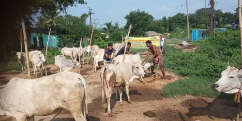 ହିଣ୍ଡୁଳା ଗ୍ରାମରେ ପ୍ରାଣୀ ଚିକିଛା ଶିବିର ଅନୁଷ୍ଠିତ,