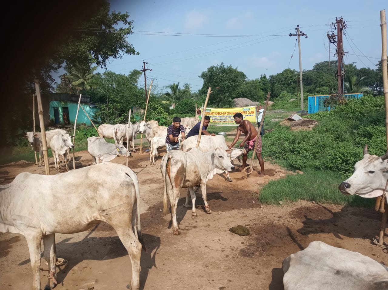 You are currently viewing ହିଣ୍ଡୁଳା ଗ୍ରାମରେ ପ୍ରାଣୀ ଚିକିଛା ଶିବିର ଅନୁଷ୍ଠିତ,