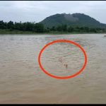 Read more about the article ରାଇପୁର ପଞ୍ଚାୟତ ନୁଆଁ ବିଜୁ ସେତୁ ଋଷିକୁଲ୍ୟା ନଦୀ ତଳ ଏକ କୁମ୍ଭୀର ଭାସୁ ଥିବାର ଫୋଟ ଭାଇରଲ ହେଉଛି