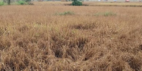 ଝିପି ଝିପି ବର୍ଷା ରେ ନଷ୍ଟ ହେବାକୁ ବସିଛି ସୁନାର ଫସଲ