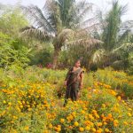 Read more about the article ଖଲ୍ଲିକୋଟ :ଏସ ଏଚ ଜି ମହିଳା ଫୁଲ ଚାଷ କରି ସ୍ୱାବଲମ୍ବୀ |