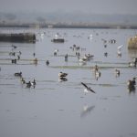 Read more about the article ବ୍ରହ୍ମପୁର ବନଖଣ୍ଡରେ ସରିଲା ପକ୍ଷୀ ଗଣନା, ଚଳିତ ୧୪୯ ପ୍ରଜାତିର ୨୭ ହଜାର ପକ୍ଷୀଙ୍କ ଆଗମନ