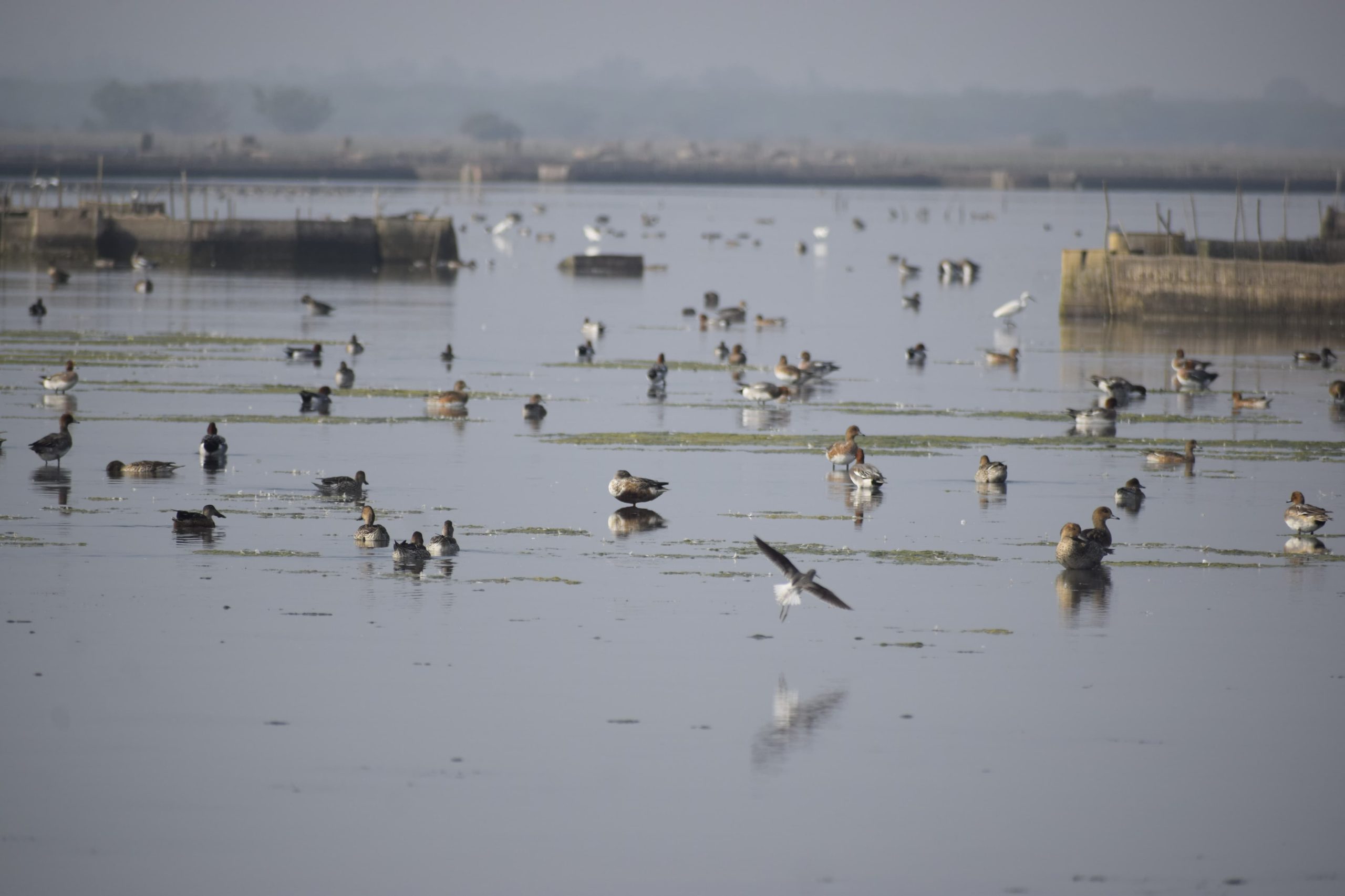 You are currently viewing ବ୍ରହ୍ମପୁର ବନଖଣ୍ଡରେ ସରିଲା ପକ୍ଷୀ ଗଣନା, ଚଳିତ ୧୪୯ ପ୍ରଜାତିର ୨୭ ହଜାର ପକ୍ଷୀଙ୍କ ଆଗମନ