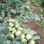 Read more about the article ଶୀତଳ ଭଣ୍ଡାର ଓ ପରିବା ମଣ୍ଡି ଅଭାବ ରୁ ଅଭାବୀ ବିକ୍ରି ର ଶିକାର ହେଉଛନ୍ତି ଫୁଲ କୋବି ଚାଷୀ, ଶ୍ରମିକ ଓ ଗାଡି ଖର୍ଚ କୋବି ଦର ନିଅଣ୍ଟ |