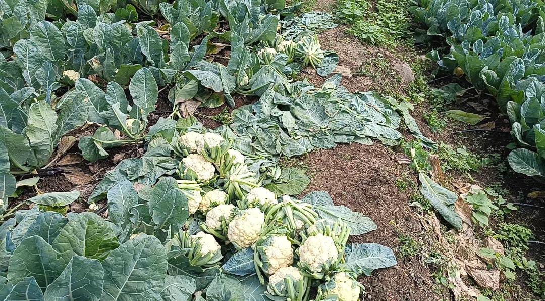 You are currently viewing ଶୀତଳ ଭଣ୍ଡାର ଓ ପରିବା ମଣ୍ଡି ଅଭାବ ରୁ ଅଭାବୀ ବିକ୍ରି ର ଶିକାର ହେଉଛନ୍ତି ଫୁଲ କୋବି ଚାଷୀ, ଶ୍ରମିକ ଓ ଗାଡି ଖର୍ଚ କୋବି ଦର ନିଅଣ୍ଟ |