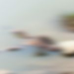 Read more about the article ପୋଖରୀ ରେ ବୁଡି ବୃଦ୍ଧ ମୃତ