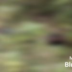 Read more about the article ଅଲିପୁର -କୋଟିବାଡ଼ି ନଦୀ କୂଳରୁ ଅଜଣା ଯୁବକ ମୃତ ଦେହ ଉଦ୍ଧାର, କାରଣ ଅସ୍ପଷ୍ଟ