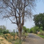 Read more about the article ବିପଦ ଜନକ ସ୍ଥିତିରେ ରାସ୍ତା କଡ଼ରେ ଶୁଖିଲା ଗଛ