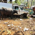 Read more about the article ମଇଁଷି ଚୋରା ଚାଲାଣ ବେଳେ କାବୁ କଲା ଖଲ୍ଲିକୋଟ ପୋଲିସ, ଉଦ୍ଧାର ହେଲା ମଇଁଷି ଜବତ ହେଲା ଚୋରା ପିକପ ଭ୍ୟାନ