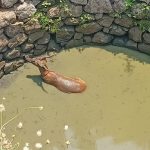 Read more about the article କୃଷ୍ଣସାର ମୃଗ କୁ କୁଅଁ ରୁ ଉଦ୍ଧାର କଲା ବନ ବିଭାଗ