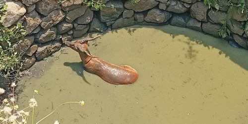 କୃଷ୍ଣସାର ମୃଗ କୁ କୁଅଁ ରୁ ଉଦ୍ଧାର କଲା ବନ ବିଭାଗ