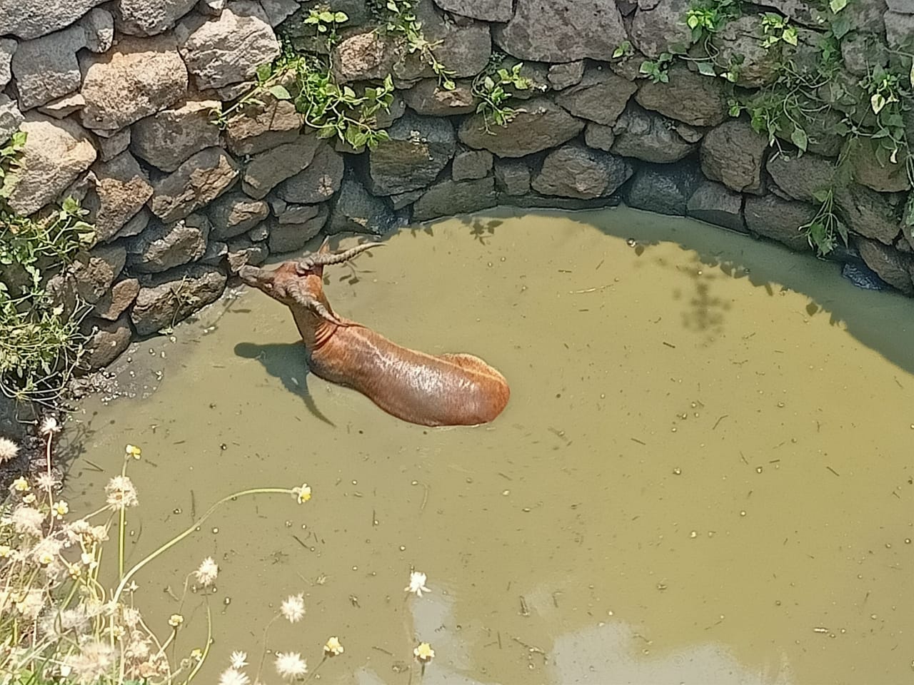 You are currently viewing କୃଷ୍ଣସାର ମୃଗ କୁ କୁଅଁ ରୁ ଉଦ୍ଧାର କଲା ବନ ବିଭାଗ