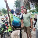 Read more about the article ବଜରଙ୍ଗଦଳ ସଦସ୍ୟ ସ୍ନେକ ହେଲ୍ପ ଲାଇନ କର୍ମଚାରୀଙ୍କ ମିଳିତ ସହଯୋଗରେ ଉଦ୍ଧାର ହେଲା ବିରାଟକାୟ ଅଜଗର ସାପ ।