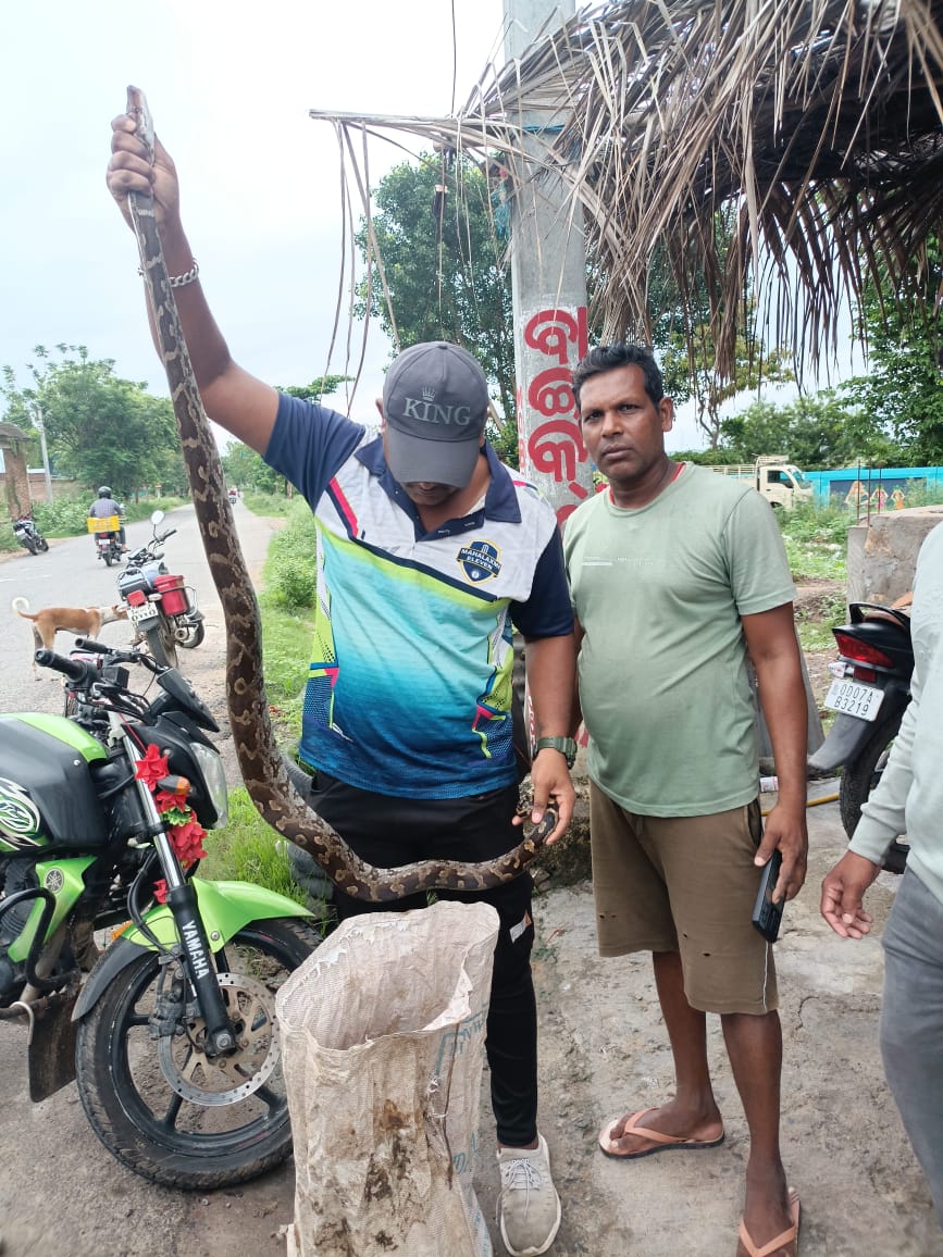 You are currently viewing ବଜରଙ୍ଗଦଳ ସଦସ୍ୟ ସ୍ନେକ ହେଲ୍ପ ଲାଇନ କର୍ମଚାରୀଙ୍କ ମିଳିତ ସହଯୋଗରେ ଉଦ୍ଧାର ହେଲା ବିରାଟକାୟ ଅଜଗର ସାପ ।