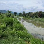 Read more about the article ବର୍ଷା ପାଣି ଜମି ଦଶ ଏକର ଜମିର ଫସଲ ନଷ୍ଟ