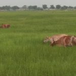 Read more about the article ଦହିଗାଁରେ ଷଣ୍ଢ,ମାଙ୍କଡ ଓ ଗାଈ ଗୋରୁଙ୍କ ପାଇଁ ଚାଷକାର୍ଯ୍ୟ ବାଧାପ୍ରାପ୍ତ ,