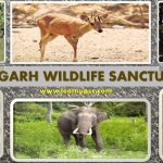 Read more about the article କୋଟଗଡ ବନାଞ୍ଚଳରେ ବାଘ ଆତଙ୍କ: ଲୋକେ ଭୟଭିତ