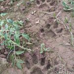 Read more about the article ଦିଗପହଣ୍ଡି ଅଂଚଳକୁ ପୁଣି ଫେରିଲା ମହାବଳ ବାଘ, ଗ୍ରାମବାସୀ ଭୟବିତ