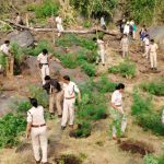 Read more about the article ୨୦ ଏକର ଉର୍ଦ୍ଧ ଗଞ୍ଜେଇ ଚାଷ ନଷ୍ଟ କଲା ପାଟପୁର ପୋଲିସ