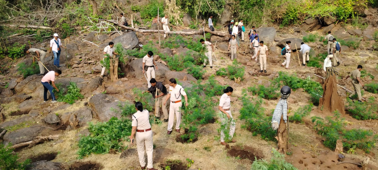 You are currently viewing ୨୦ ଏକର ଉର୍ଦ୍ଧ ଗଞ୍ଜେଇ ଚାଷ ନଷ୍ଟ କଲା ପାଟପୁର ପୋଲିସ