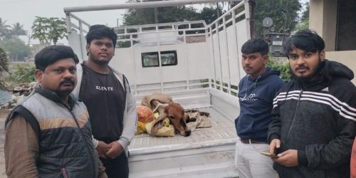 ଶ୍ରୀ ଜଗନ୍ନାଥ ଟ୍ରଷ୍ଟ ପକ୍ଷରୁ ଗୋ ମାତାଙ୍କ ସେବାକାର୍ଯ୍ୟ