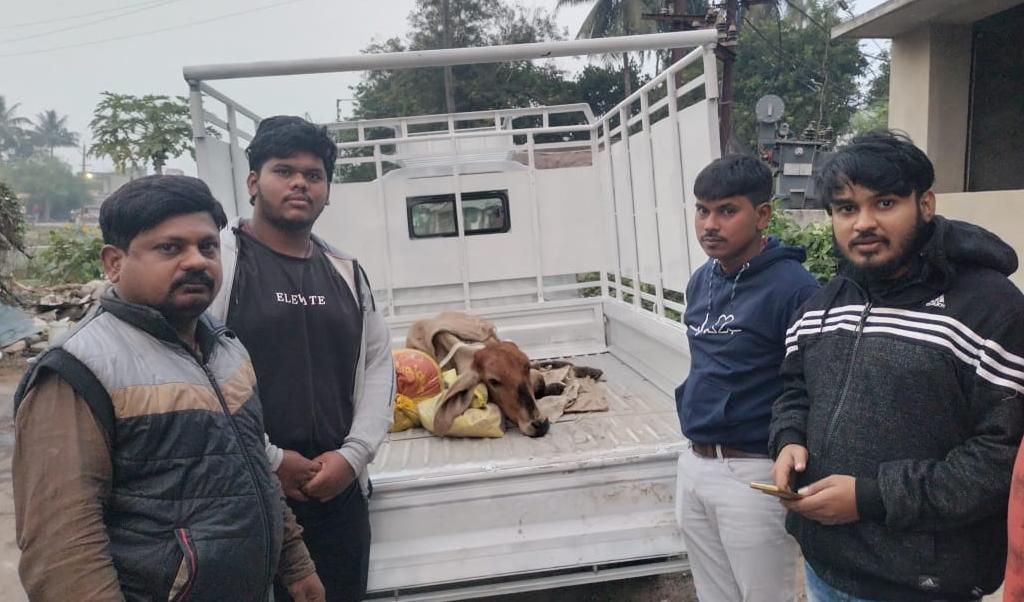 You are currently viewing ଶ୍ରୀ ଜଗନ୍ନାଥ ଟ୍ରଷ୍ଟ ପକ୍ଷରୁ ଗୋ ମାତାଙ୍କ ସେବାକାର୍ଯ୍ୟ