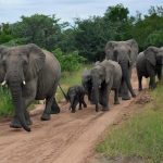 Read more about the article ଖଲ୍ଲିକୋଟ ଅଞ୍ଚଳ ରେ 22 ଟିକିଆ ହାତୀ ପଲ ଙ୍କ ଉପଦ୍ରଵ, ଏକର ଏକର ଧାନ ଚାଷ ଧ୍ବଂସ, ବାରହା ମୁଁହ ରୁ ବର୍ତ୍ତୀ ଥିବା ଧାନ ଫସଲ ହାତୀ ମୁହଁରେ ଗଲା, କ୍ଷତି ପୂରଣ ପାଇଁ ଆନ୍ଦୋଳନ କୁ ଓଲ୍ହାବେ ଚାଷୀ