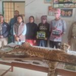 Read more about the article ବାଘ ଛାଲ ଜବତ ଘଟଣା : ଦେଶୀ ବନ୍ଧୁକ ସହ ଦୁଇ ଗିରଫ