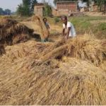 Read more about the article ଲଘୁଚାପ ବର୍ଷାରେ କ୍ଷେତ ଓ ଖଳାରେ ଭିଜୁଛି ପାଚିଲା ଧାନ: ଚିନ୍ତାରେ ଚାଷୀ କୂଳ